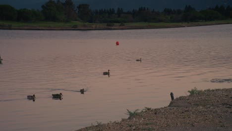 Patos-En-El-Lago-Al-Amanecer