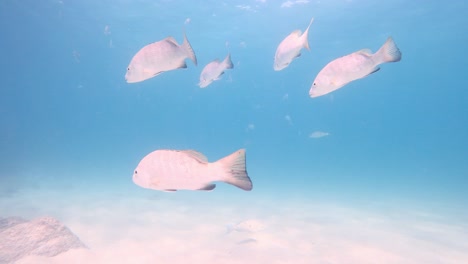swimming with the fishes underwater in cabo pulmo, baja california sur, mexico. - underwater shot