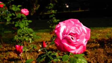 flower in the garden shined at sun-42
