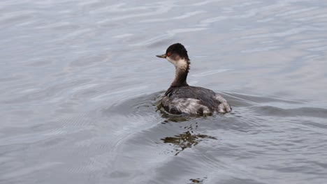 Somormujo-Orejudo,-Podiceps-Nigricollis