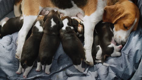 Cute-female-beagle-feeds-her-puppies,-lies-on-the-floor-in-the-house