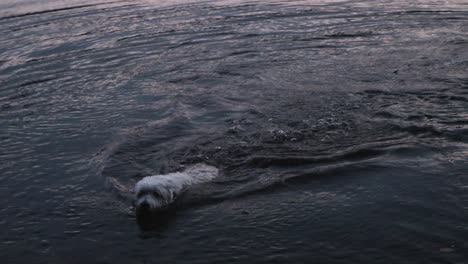 white mixed breed sheppard dog swims for his stick in the water at sunset