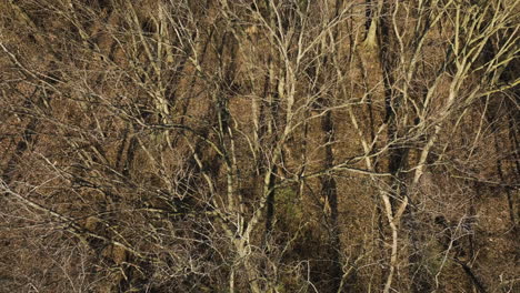 Bare-trees-reflecting-in-the-calm-waters-of-Lake-Flint-Creek,-Lake-Swepco,-AR