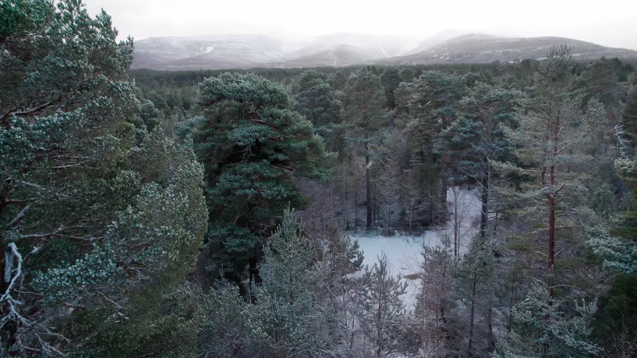 imágenes cinematográficas de drones que se elevan sobre un espectacular dosel cubierto de nieve de pinos silvestres para revelar un bosque, montañas y un amanecer invernal