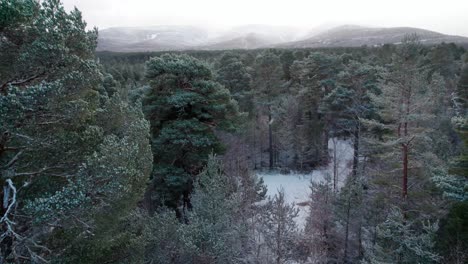 Filmische-Drohnenaufnahmen,-Die-Sich-über-Einem-Dramatischen,-Schneebedeckten-Baldachin-Aus-Waldkiefern-Erheben,-Um-Einen-Wald,-Berge-Und-Einen-Wintersonnenaufgang-Zu-Enthüllen