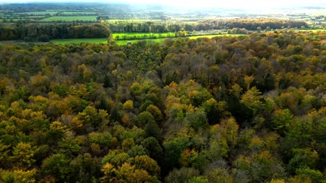 Vista-De-Pájaro-Del-Bosque-Del-Norte-De-Alemania.