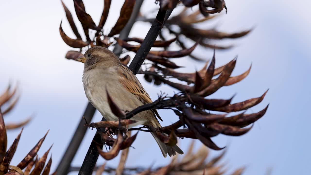 A sparrow sits on a branch against a clear sky, showcasing natural behavior and serene environment