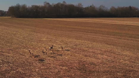 Toma-Aérea-De-Una-Manada-De-Ciervos-Moviéndose-Lentamente-Sobre-Un-Campo-Cosechado-En-Un-Soleado-Día-De-Finales-De-Verano