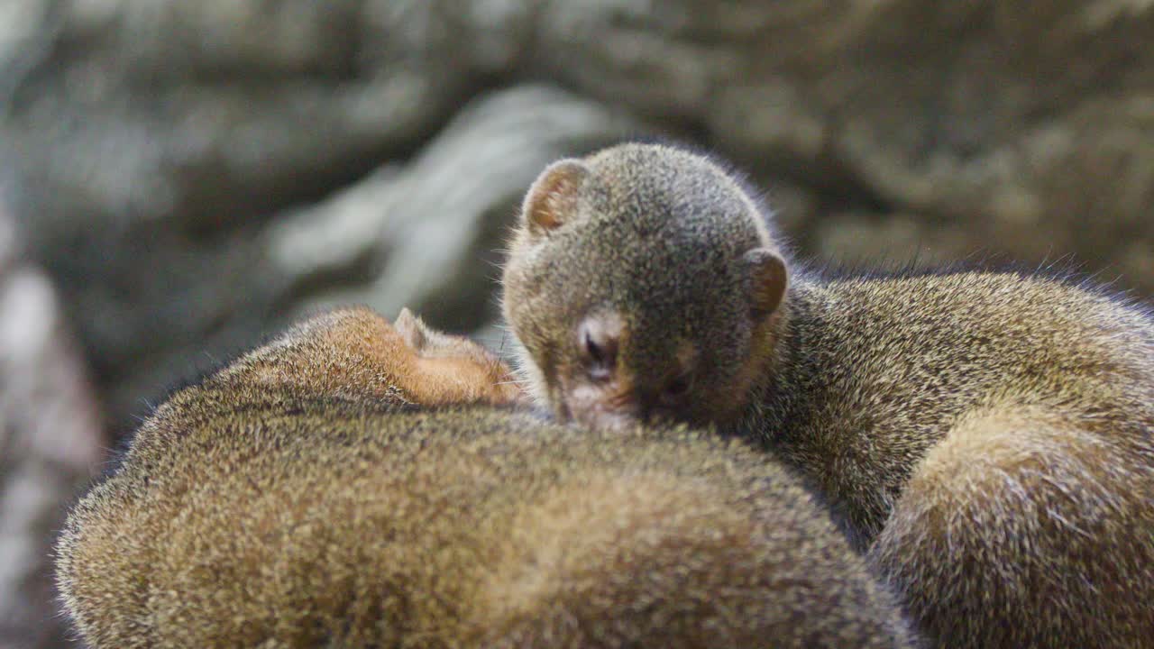 Two dwarf mongooses cuddle and rest together on rocky surface in soft, natural lighting