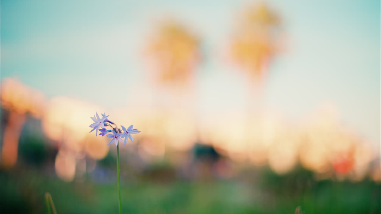 Close up of purple flowers with a blurred view of the Jardin des Poetes garden in Antibes, France at sunset
