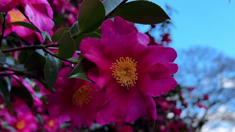 una vibrante flor de camelia rosa en los jardines de hama rikyu, tomada en un día soleado