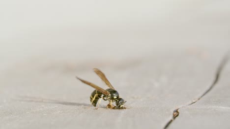 avispa alfarera limpiando su nido en un agujero de madera de escombros