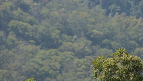 eucalyptus tree against dense rainforest background