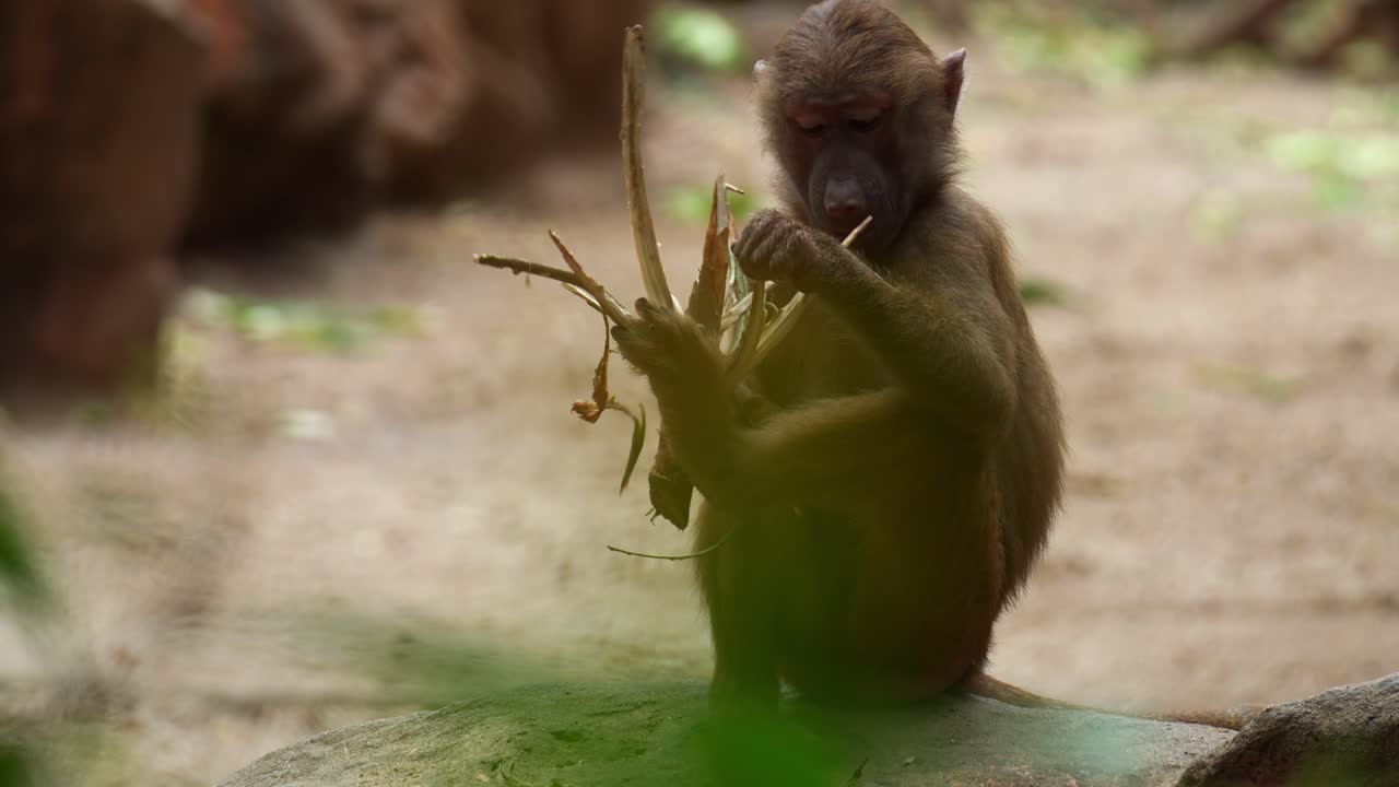 Un babbuino amadriade giovane (Papio hamadryas) tiene un pezzo di ramo e lo mastica, scatto ravvicinato
