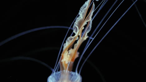 mauve stinger jellyfish swimming in stark contrast to black background