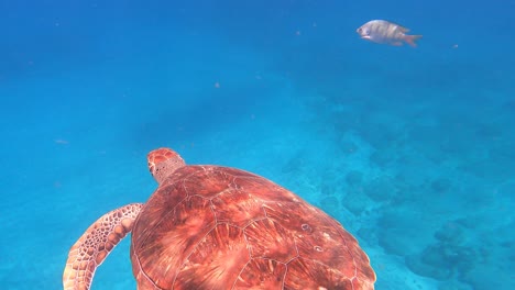 tortuga marina verde nadando bajo el océano atlántico en cabo verde, áfrica