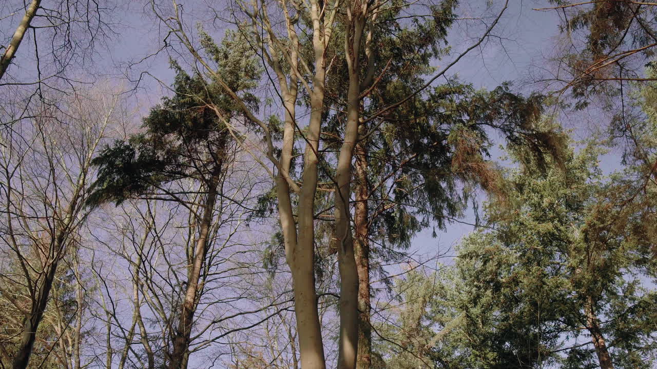 copas de los árboles contra el cielo azul de invierno en un hermoso día soleado lense flair gimbal suave naturaleza forrest 4k