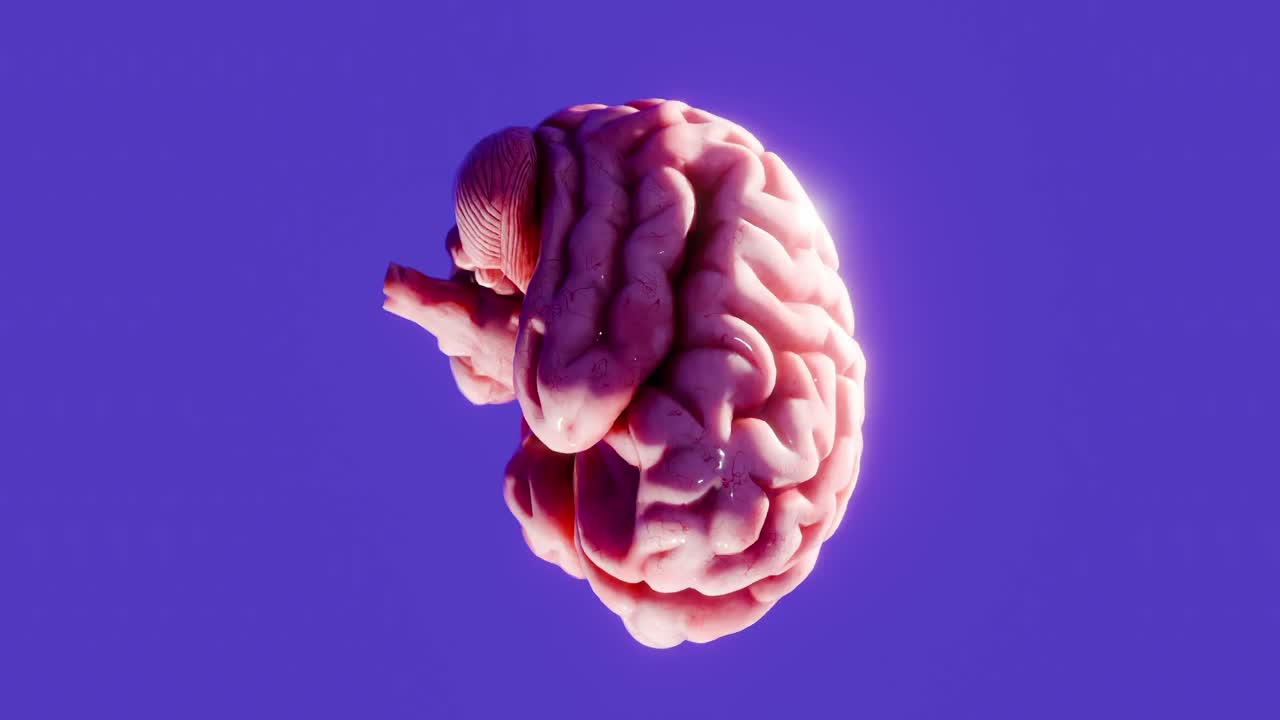 3D human brain isolated on purple background. Anatomical model illustration with soft lighting. Science, intelligence, and mental health concept. Design for poster, header, wallpaper, vertical