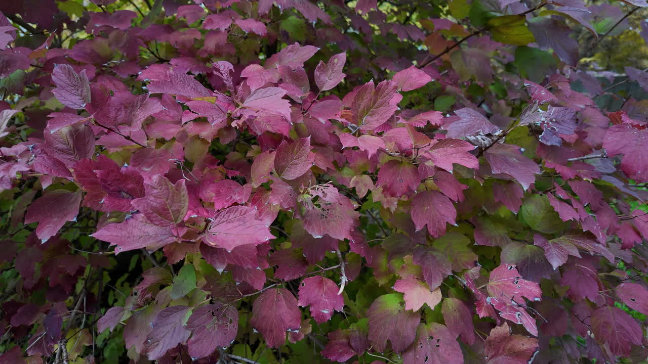 Vibrant Purple and Green Autumn Leaves