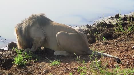 El-León-Africano-Macho-Retroiluminado-Bebe-En-Un-Abrevadero-En-Sudáfrica