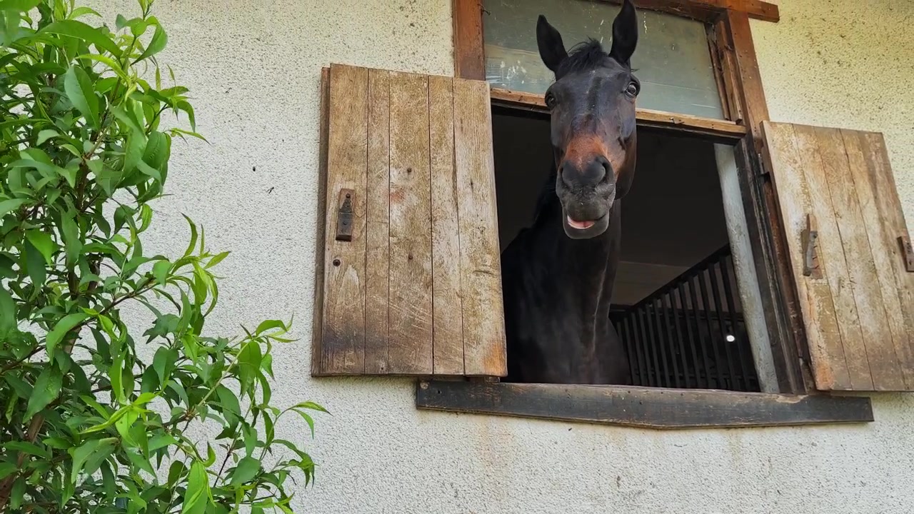 Cavallo che guarda fuori da una vecchia finestra in una giornata di sole in una stalla