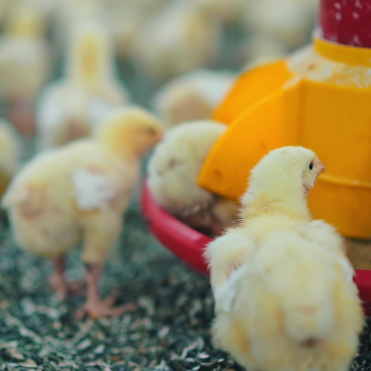 Small chickens eating fodder. Poultry production on a modern farm. Automated feeding for broilers inside factory. Close-up