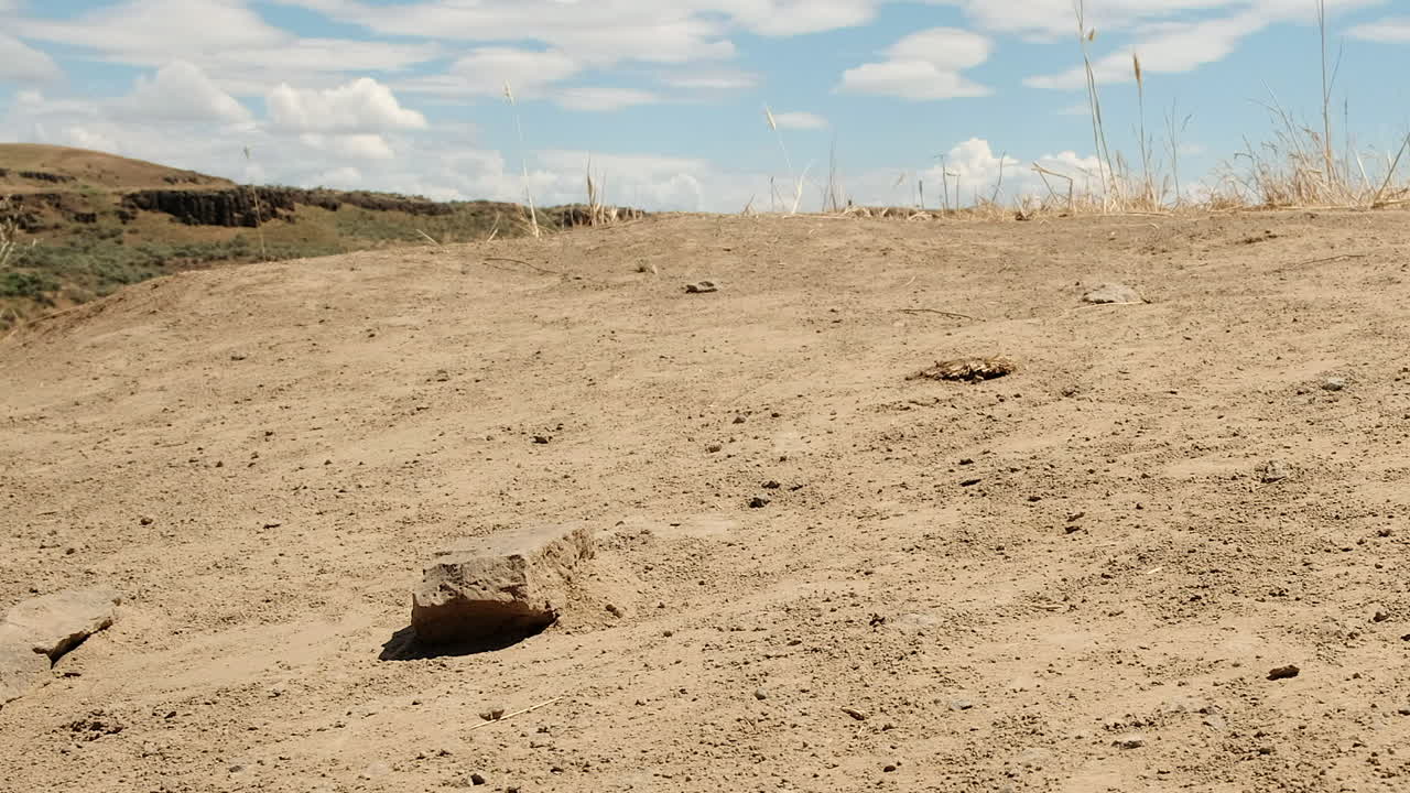 매크로: 빨간 줄무 ⁇   ⁇ 정벌레 는 모래  ⁇  에 있는 굴 에 착륙 하고 기어 들어간다
