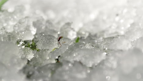 la nieve se derrite con musgo y nuevo crecimiento