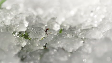 melting snow with moss and new growth