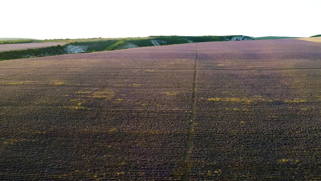 campo de lavanda visto desde el aire