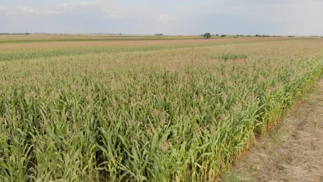imágenes aéreas de drones de campos de maíz y agricultura