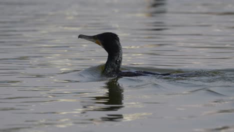 Ein-Kormoran,-Der-In-Der-Sonne-Auf-Einem-See-Herumschwimmt,-Bevor-Er-Zum-Angeln-Ins-Wasser-Springt