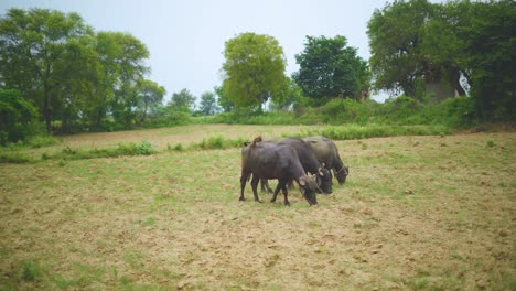 búfalos de agua domésticos o bubalus bubalis pastando en un campo de granja en la india rural