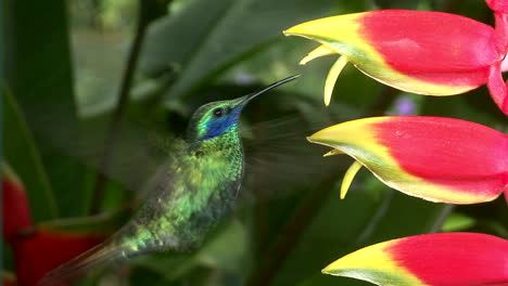 toma en cámara lenta de un colibrí violetear menor flotando en un primerísimo plano 2