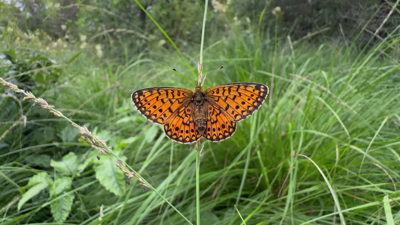 Small pearl-bordered fritillary (Boloria selene) butterfly on a blade of grass. Saaremaa, Estonia