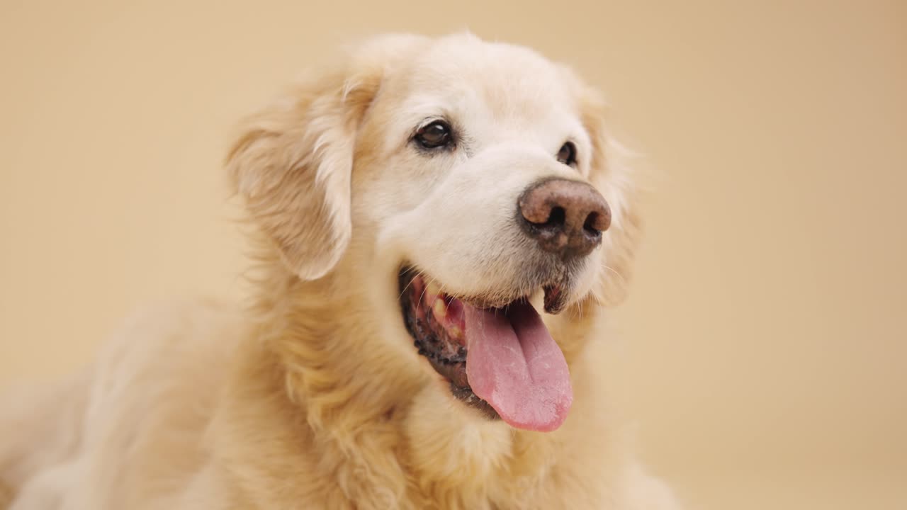 Golden Retriever with Tongue Out