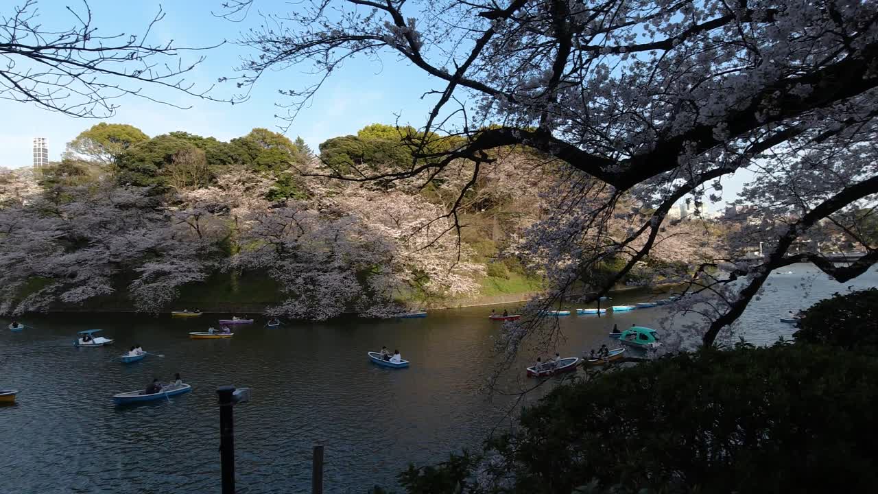 panorámica en cámara lenta a través del hermoso río en tokio con cerezos en flor de sakura y barcos
