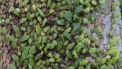 Pequeñas-Plantas-Frondosas-Adheridas-A-Los-árboles.-Vídeos-De-Alta-Definición