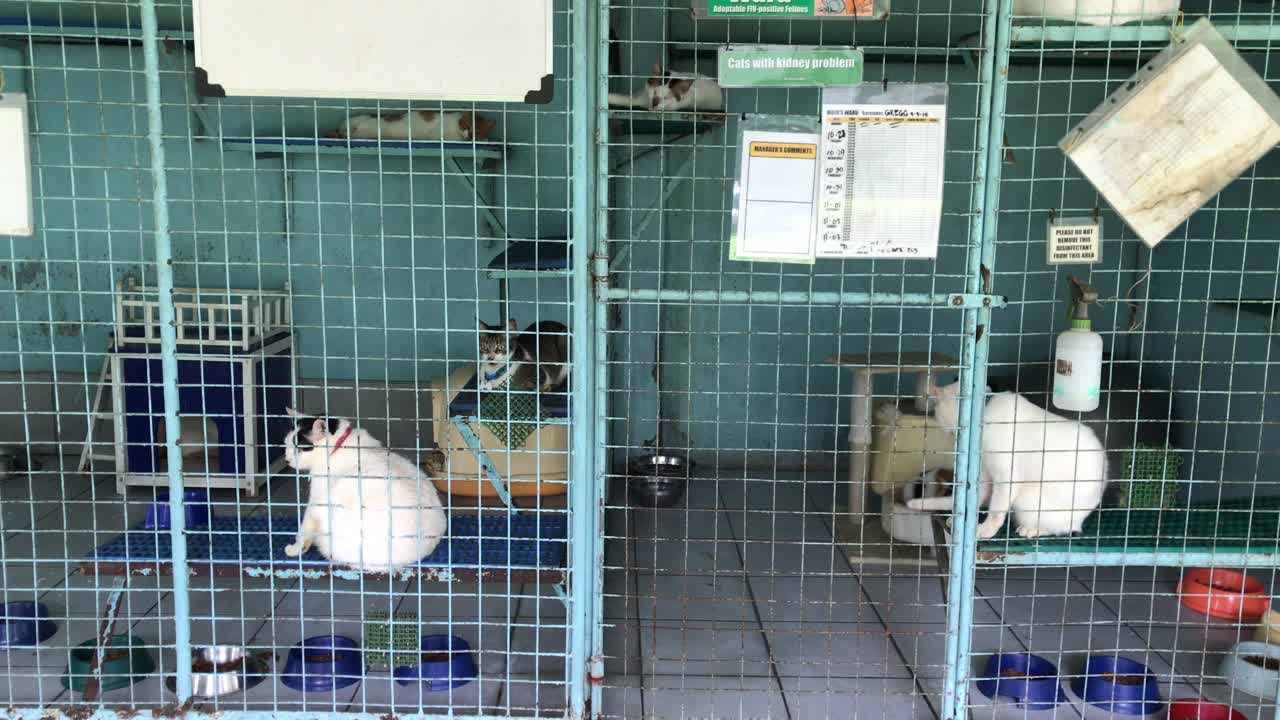 Static shot of cats in an animal shelter, waiting to be fed