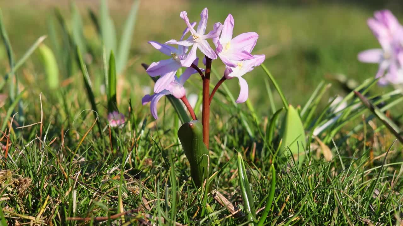 Scilla (squill) as an ornamental plant: close-up in 4K.with zoom in