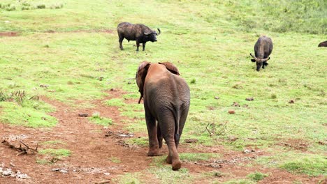 Safaritiere-Auf-Dem-Grasland-Im-Aberdare-Nationalpark,-Kenia,-Ostafrika