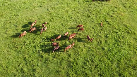 aerial drone video, flying over a herd of horses