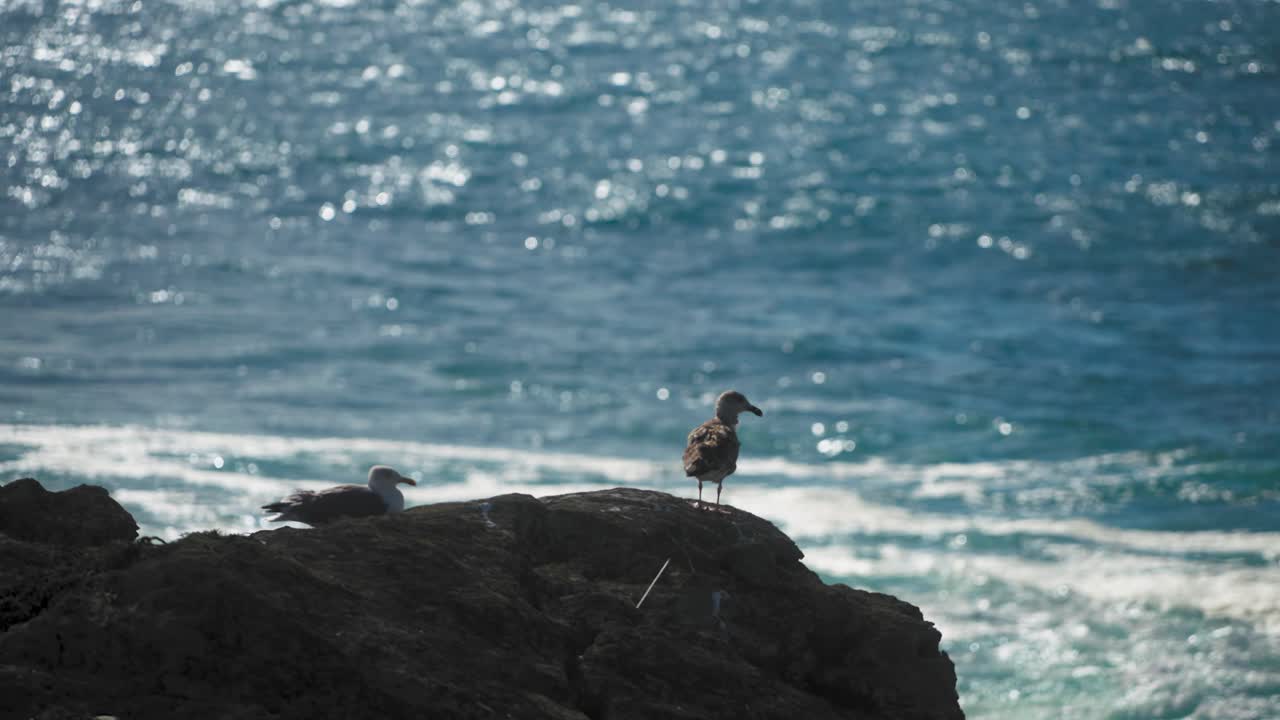 岩の上のカモメと海の背景の間でフォーカスを切り替える。