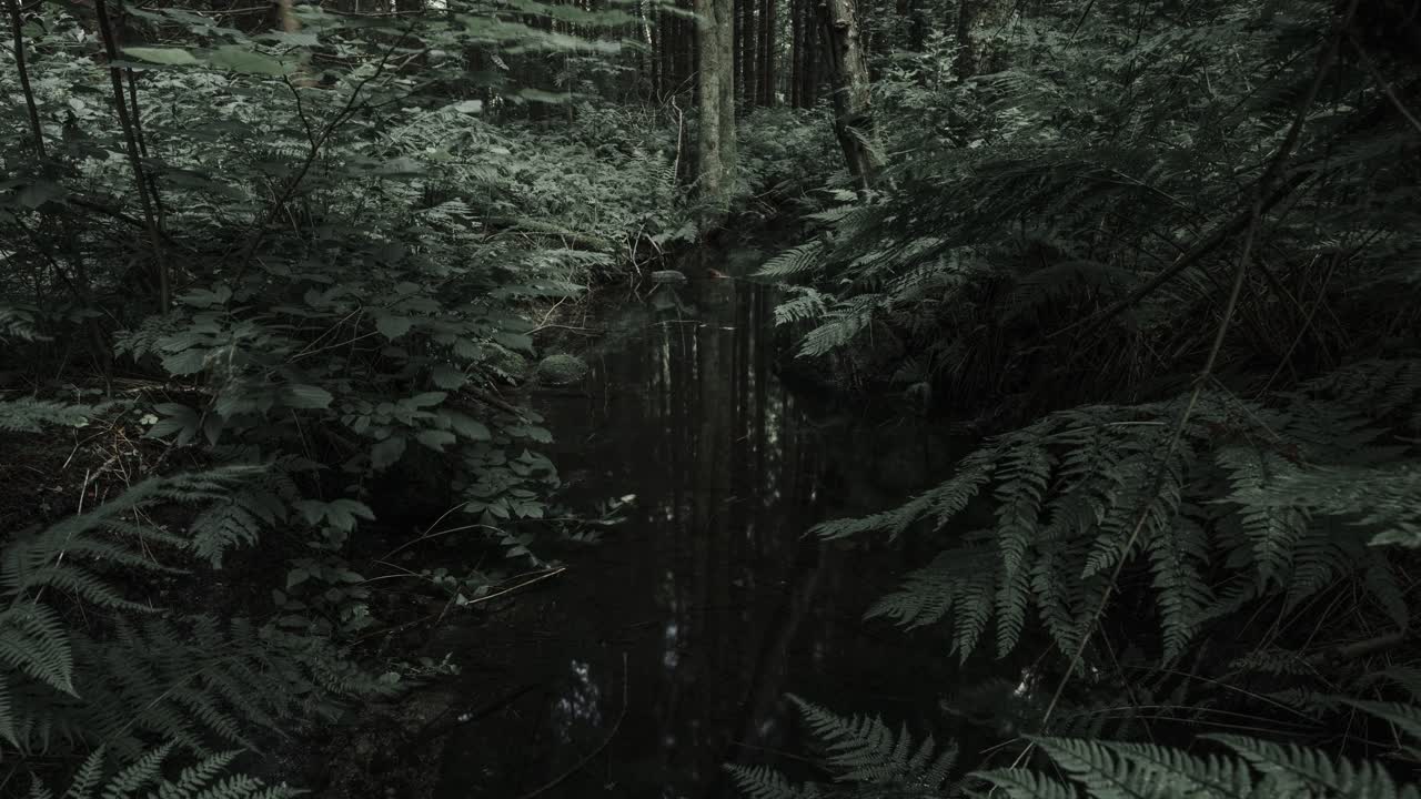 alejando muy lentamente el video de lapso de tiempo del bosque, los helechos y el pequeño río en el bosque