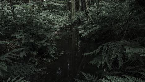 very slowly zooming out time lapse video of forest, ferns and small river in the forest