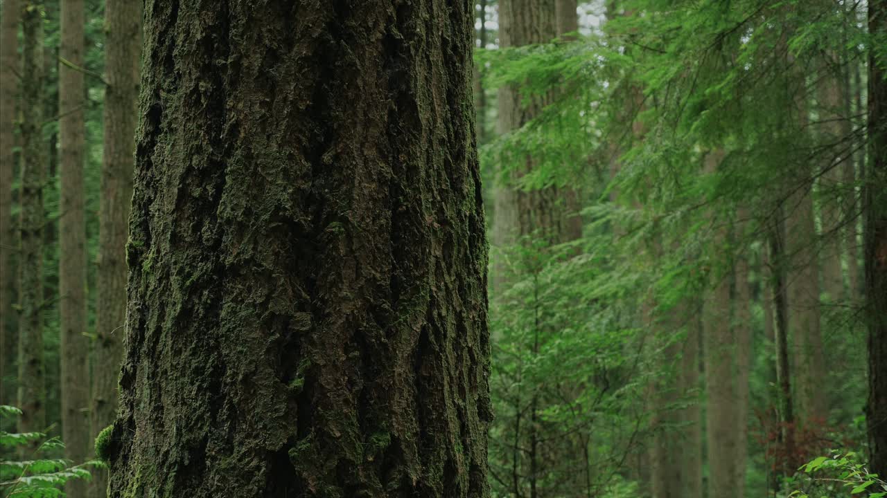溫哥華 大英哥倫比亞森林