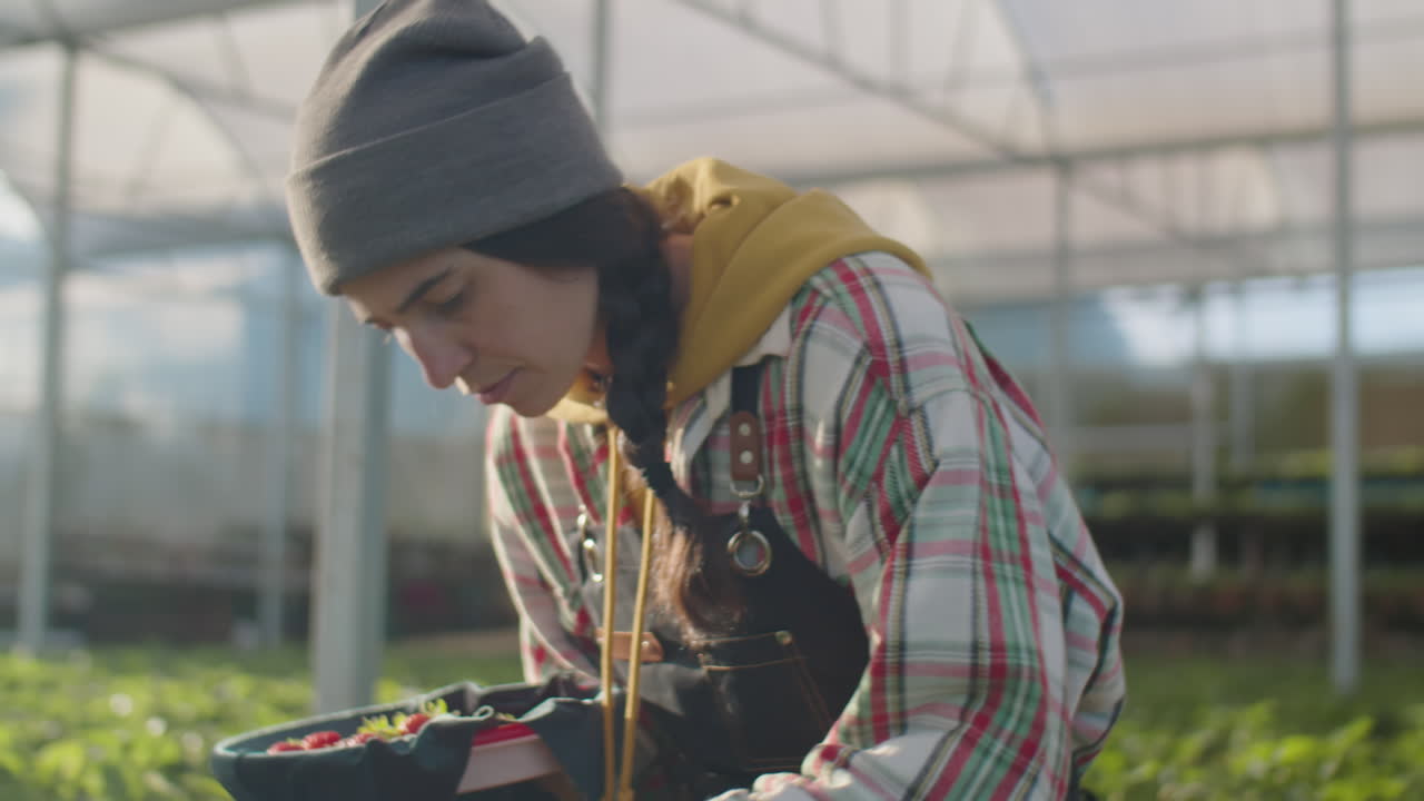 Female Farm Worker Harvesting Strawberry in Greenhouse