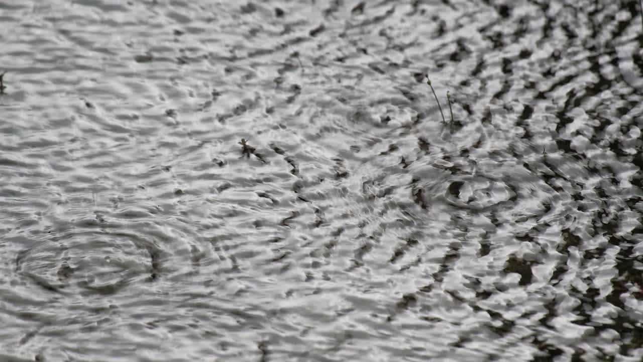 las fuertes lluvias en la temporada de monzones hacen que el agua se hundga y hacen que las olas se extiendan en círculos por las gotas de agua que caen.