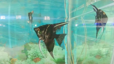 Hermoso-Pez-Negro-Nadando-En-Una-Pecera-En-El-Parque-Zoológico-Almacen-De-Video