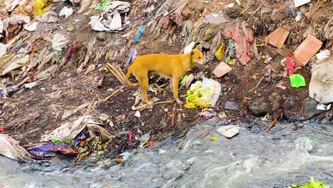 stray dog eating on the sewage banks of a garbage dump in an asian city